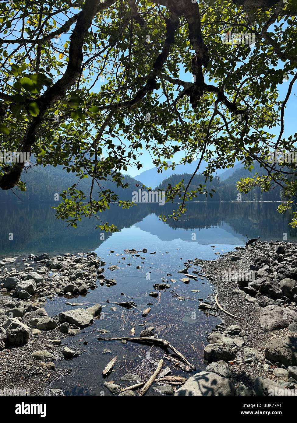 Blick durch die Bäume des flachen spiegelbilligen ruhigen Sees in British Columbia. - Smartphone-aufgenommenes Stockfoto