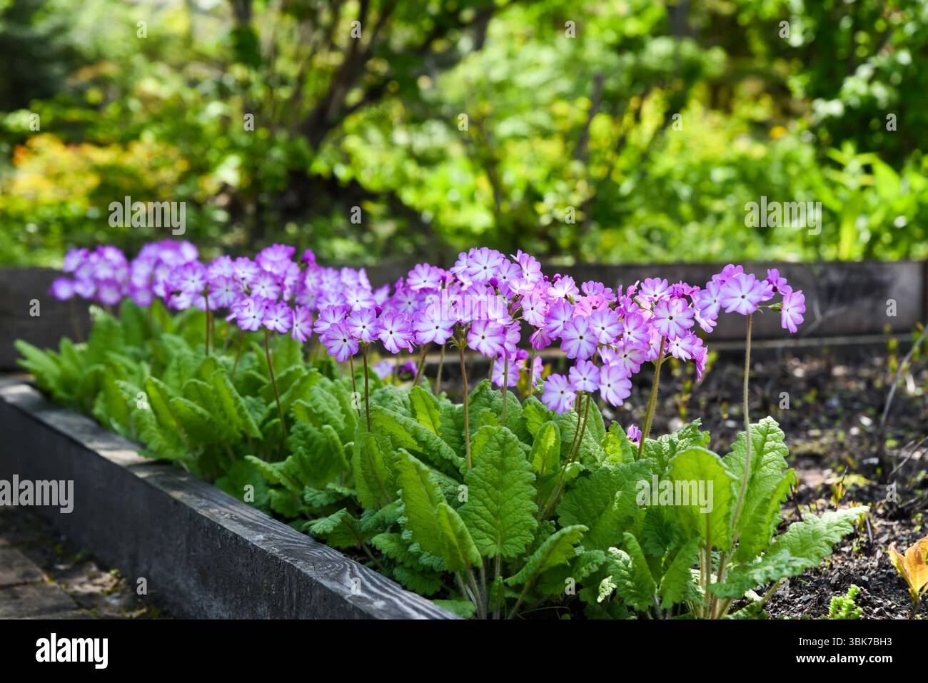 Zarte Primula sieboldii blüht in Pastelltönen von Rosa und Lavendel in einem schattigen Frühlingsgarten, mit üppigen, geschwungenen Blättern, die eine ordentliche Rosette bilden. Stockfoto