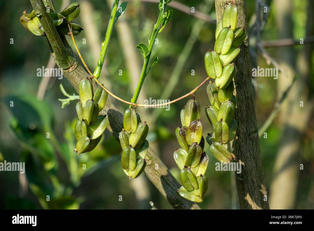 Maranta brasiliana ist eine in Brasilien gefundene Kletteryam, sternförmige Schoten, hängen an Bäumen und gehört zur Familie der Dioscoreaceae Stockfoto