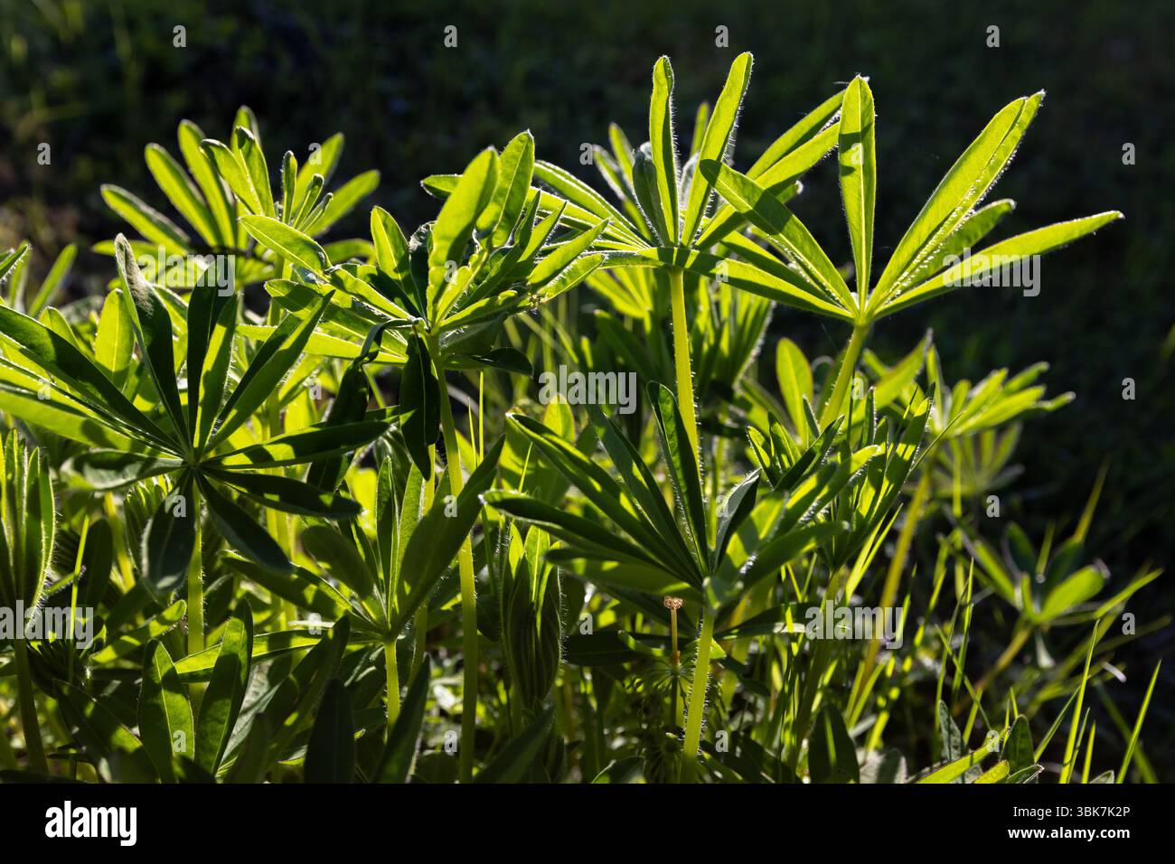 Leuchtend grüne Blätter einer Pflanze, die im Sonnenlicht erfasst wird, schaffen ein lebendiges und natürliches Bild. Die Details des Laubs und das Zusammenspiel von Licht hoch Stockfoto
