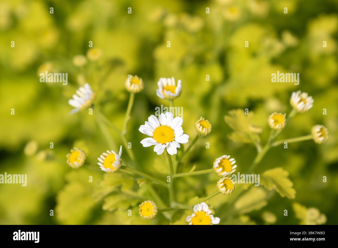 Nahaufnahme von Gänseblümchen-ähnlichen Blüten mit weißen Blüten und gelben Mittelpunkten, einige in Blüte, andere als Knospen, vor einem weichen grünen Laubhintergrund. Stockfoto