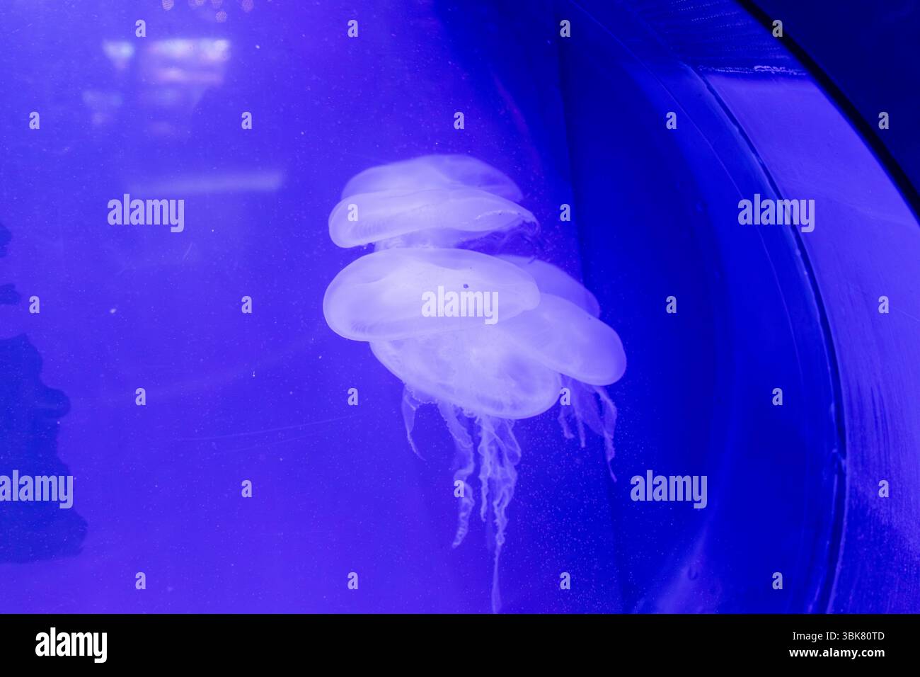 Mehrere Quallen schweben in blauem Wasser. Die Quallenhaufen sind zentral gelegen, mit einem dunkelblauen Strukturelement auf der rechten Seite. Stockfoto