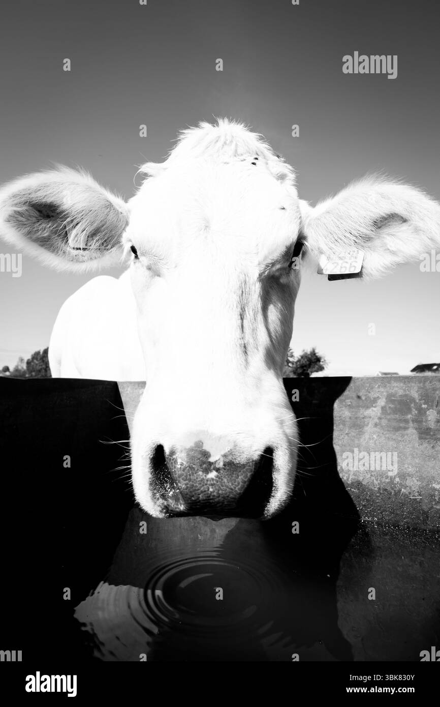 Künstlerische Schwarz-weiß-Nahaufnahme einer Kuh, die Wasser aus einem Trog trinkt. Starker Kontrast und Symmetrie. Ideal für den ländlichen Raum, den landwirtschaftlichen Betrieb und den Tierschutz. Stockfoto