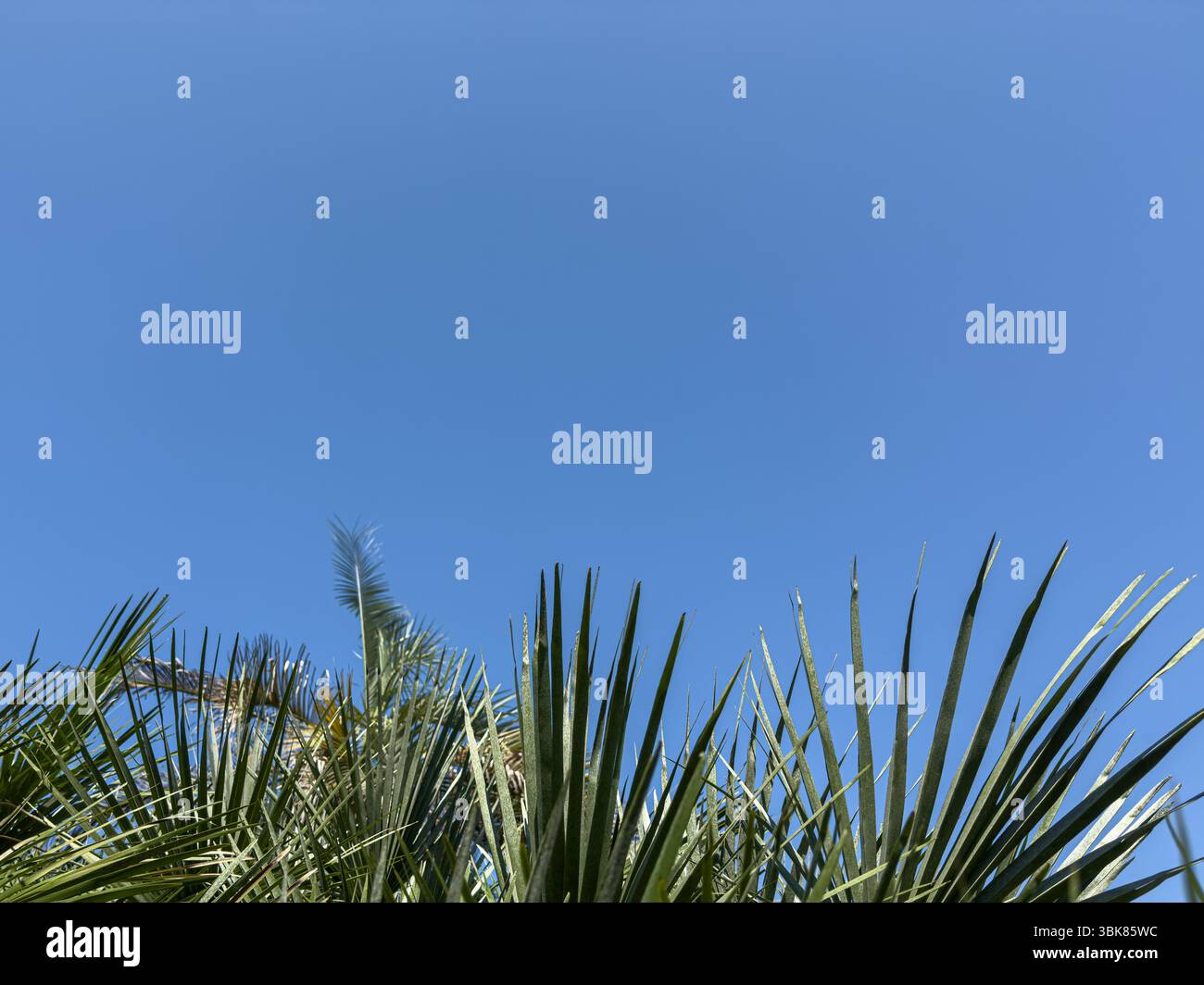 Tropische Palmenwedel unter klarem blauem Himmel, minimale Komposition mit Kopierraum, Tageslichtaufnahme. Keine Personen. Nützlich für Natur-, Sommer- oder Reisethemen. Stockfoto
