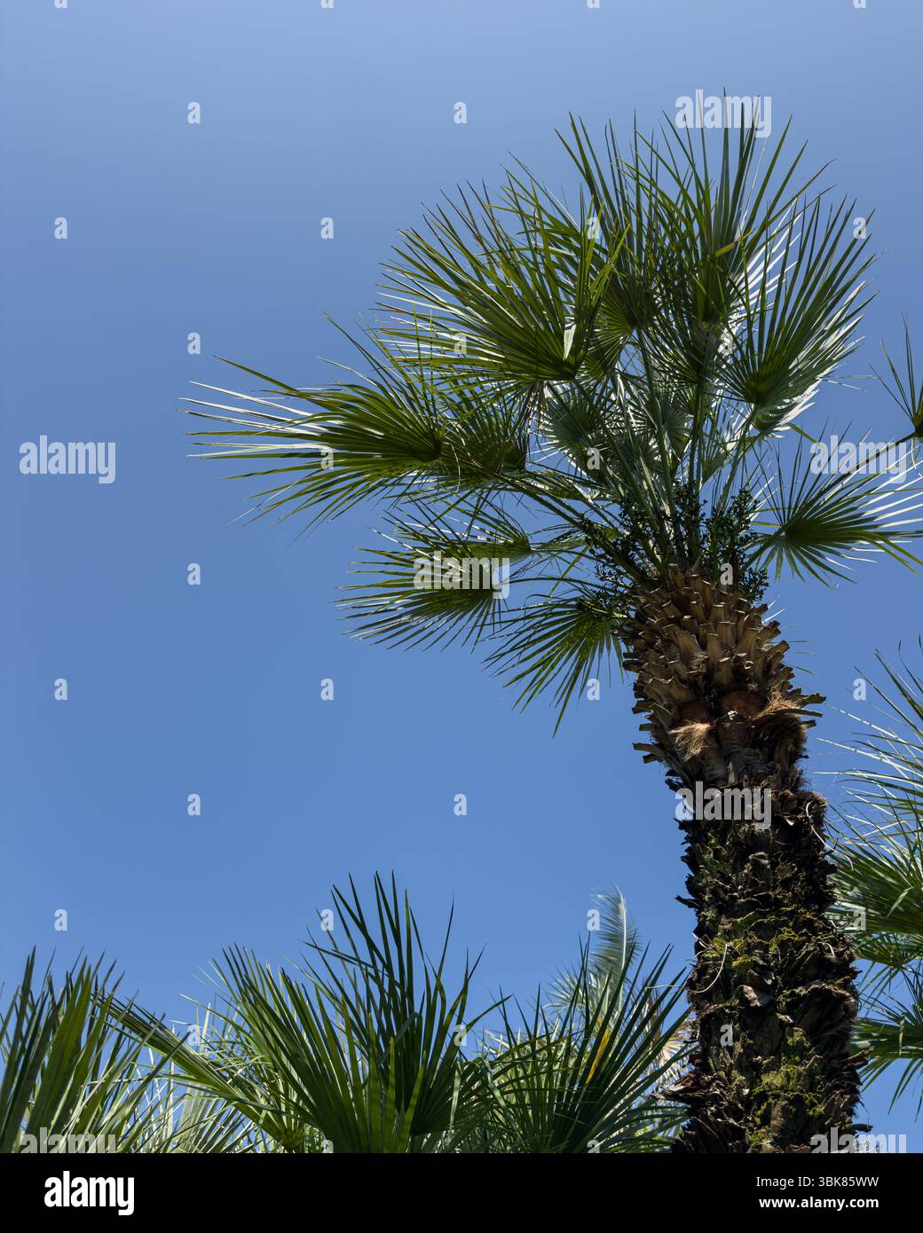 Hohe tropische Palme vor klarem blauem Himmel, vertikale Komposition mit üppigem Laub. Keine Personen. Ideal für Natur, Urlaub oder botanische Themen. Stockfoto
