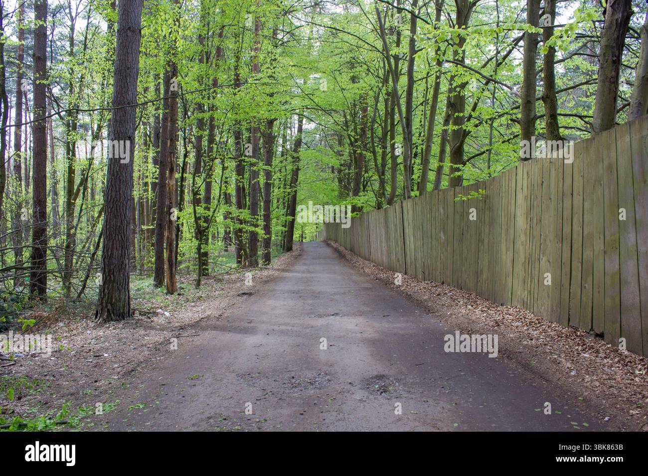 Im Kiefernwald ist von einem Holzzaun und der Straße umgeben, Land im Kiefernwald Stockfoto