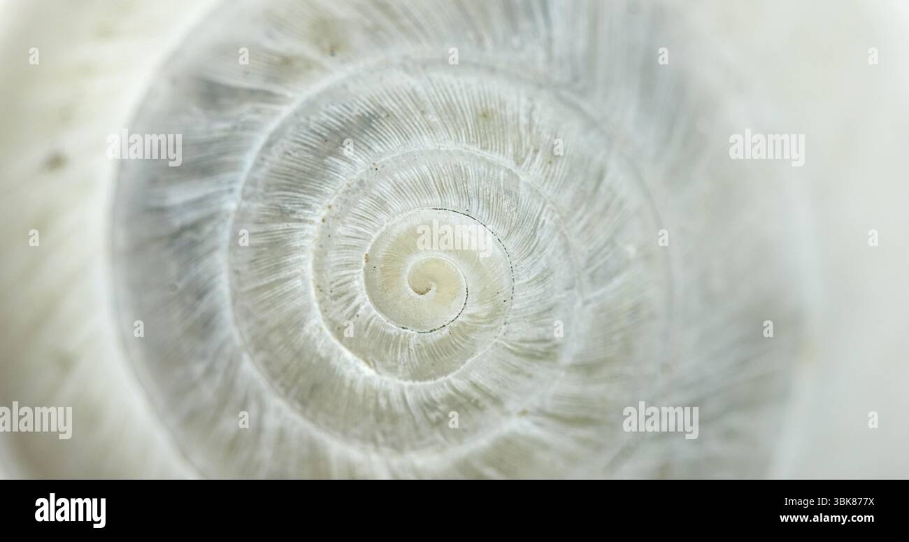 Weiße kreisförmige Schale Nahaufnahme einer kleinen Schnecke Stockfoto
