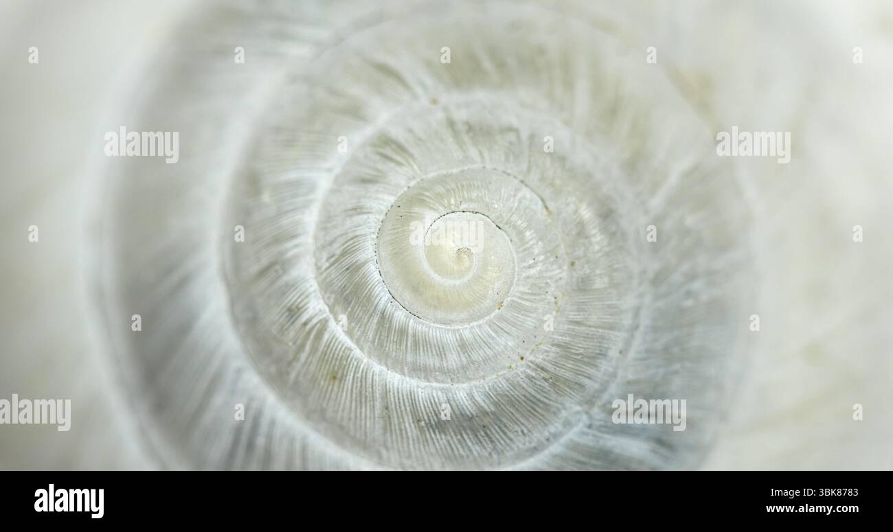 Weiße kreisförmige Schale Nahaufnahme einer kleinen Schnecke Stockfoto