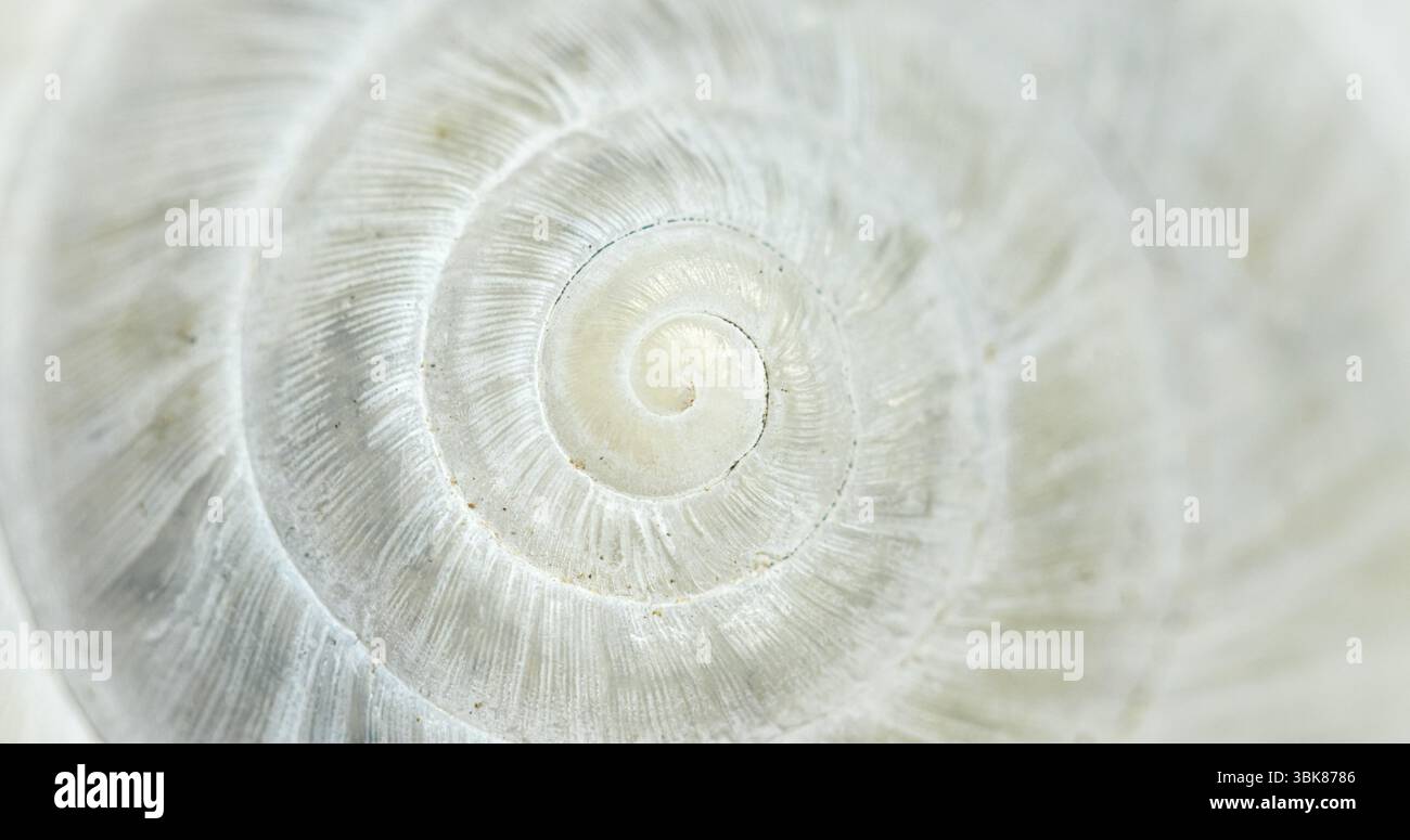 Weiße kreisförmige Schale Nahaufnahme einer kleinen Schnecke Stockfoto
