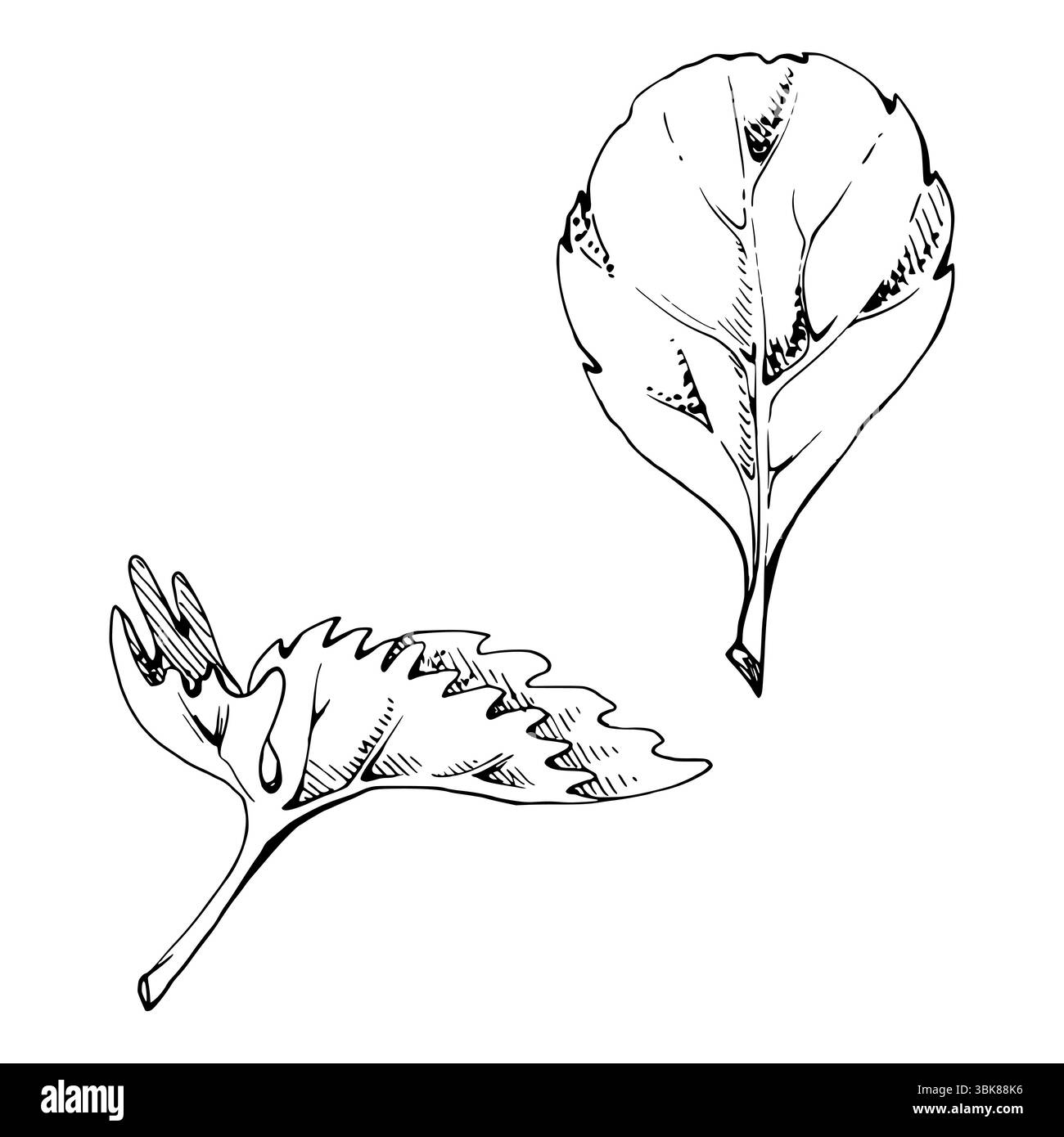 Grünes, gezacktes Kantenblatt, handgezeichnet in Vektortinte. Blumenstrauchbaum Pflanze Kraut, Erdbeere Himbeere unterwegs burnet Petersilie brombeere. Isoliert Stock Vektor