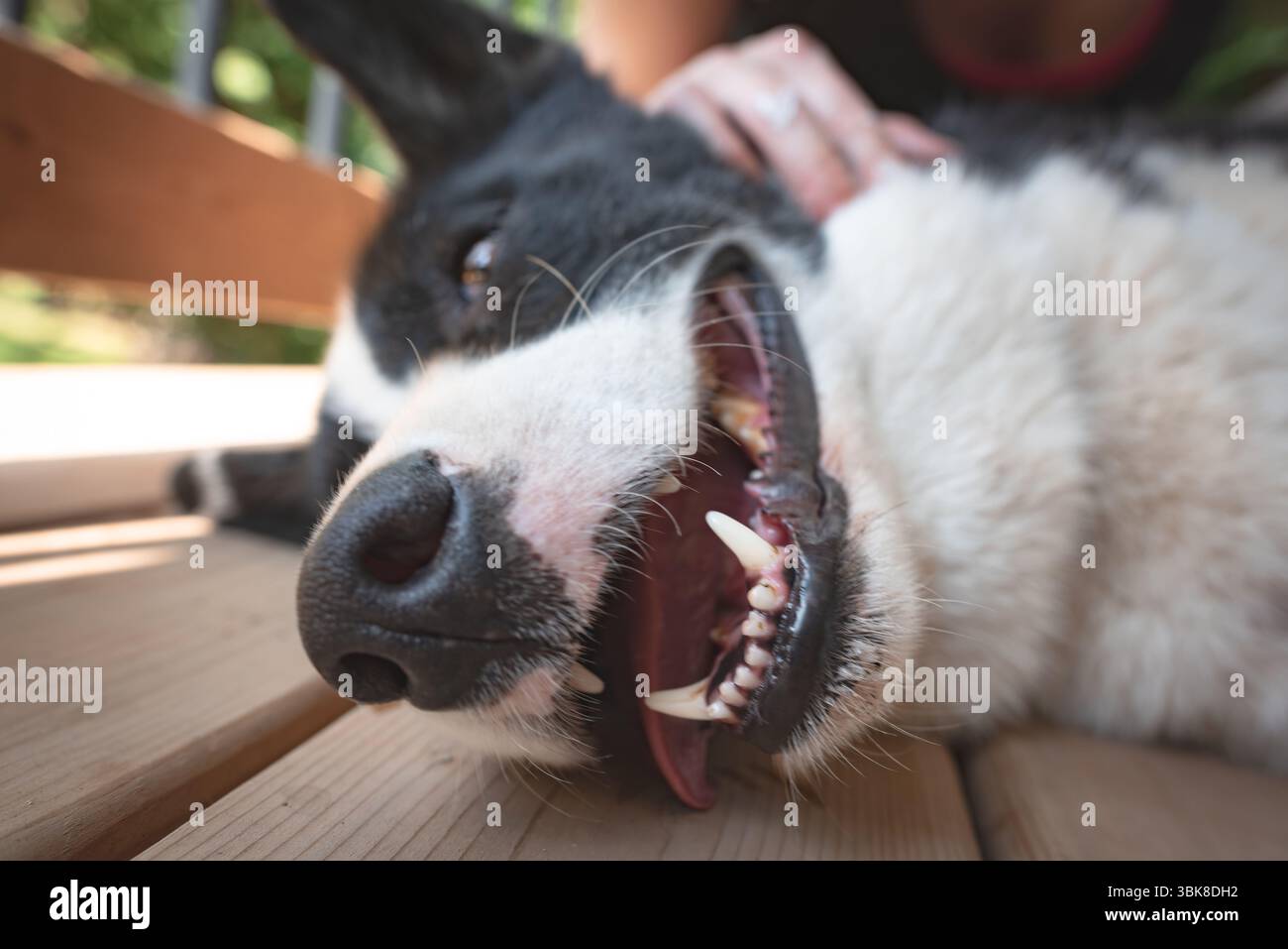 Ein schwarz-weißer Hund liegt auf, der mit einem fröhlichen Ausdruck den Mund offen hält, während er Zuneigung empfängt. Erfasst auf einem Holzdeck mit geringer Schärfentiefe. Stockfoto