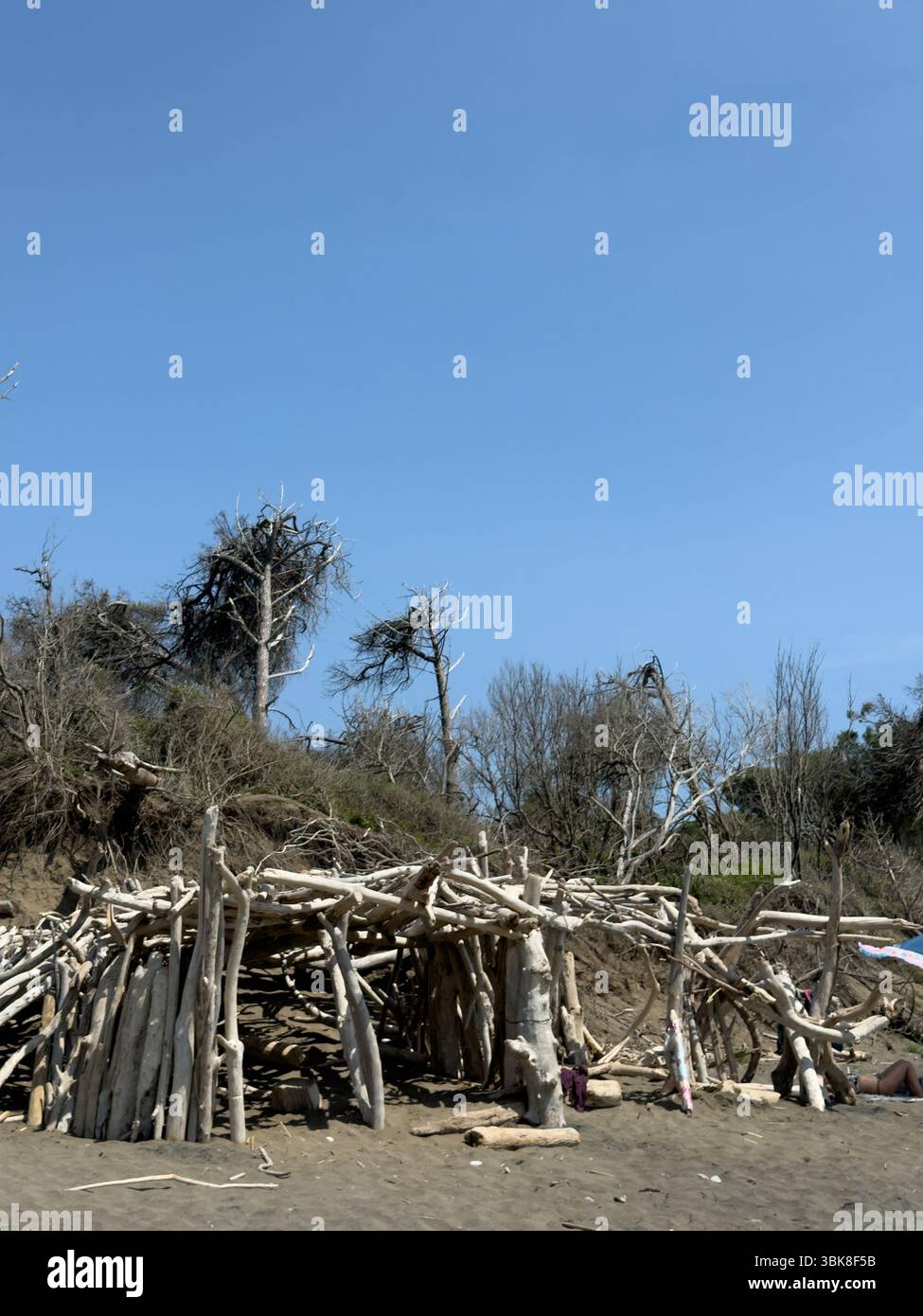 Ein Haufen großer, schicker Schlangen im nassen Sand am Strand, blauer Himmel am Horizont - Smartphone-aufgenommenes Stockfoto
