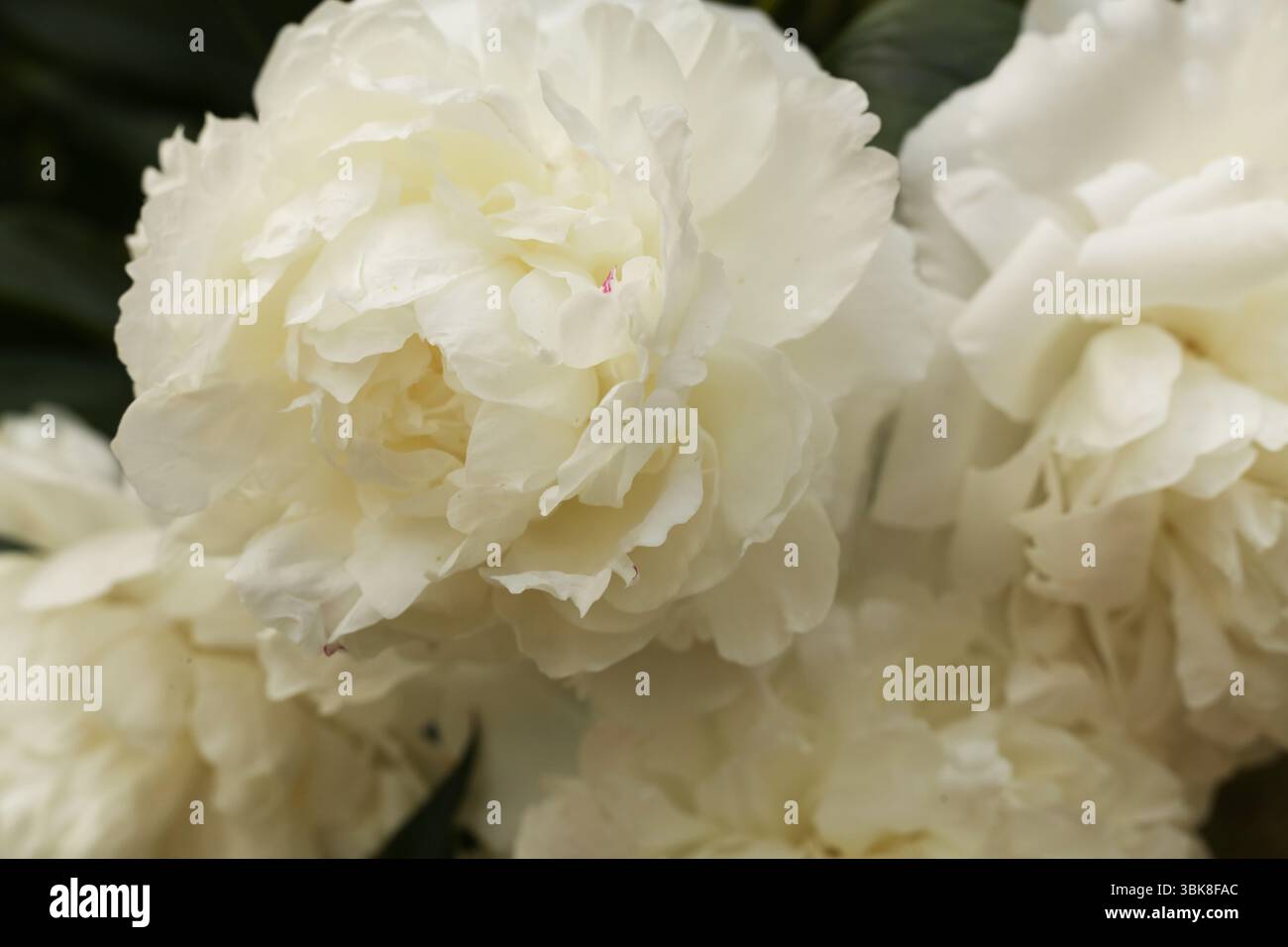Schöne weiße Pfingstrose Blumen als Hintergrund, Nahaufnahme. Blumendesign Stockfoto