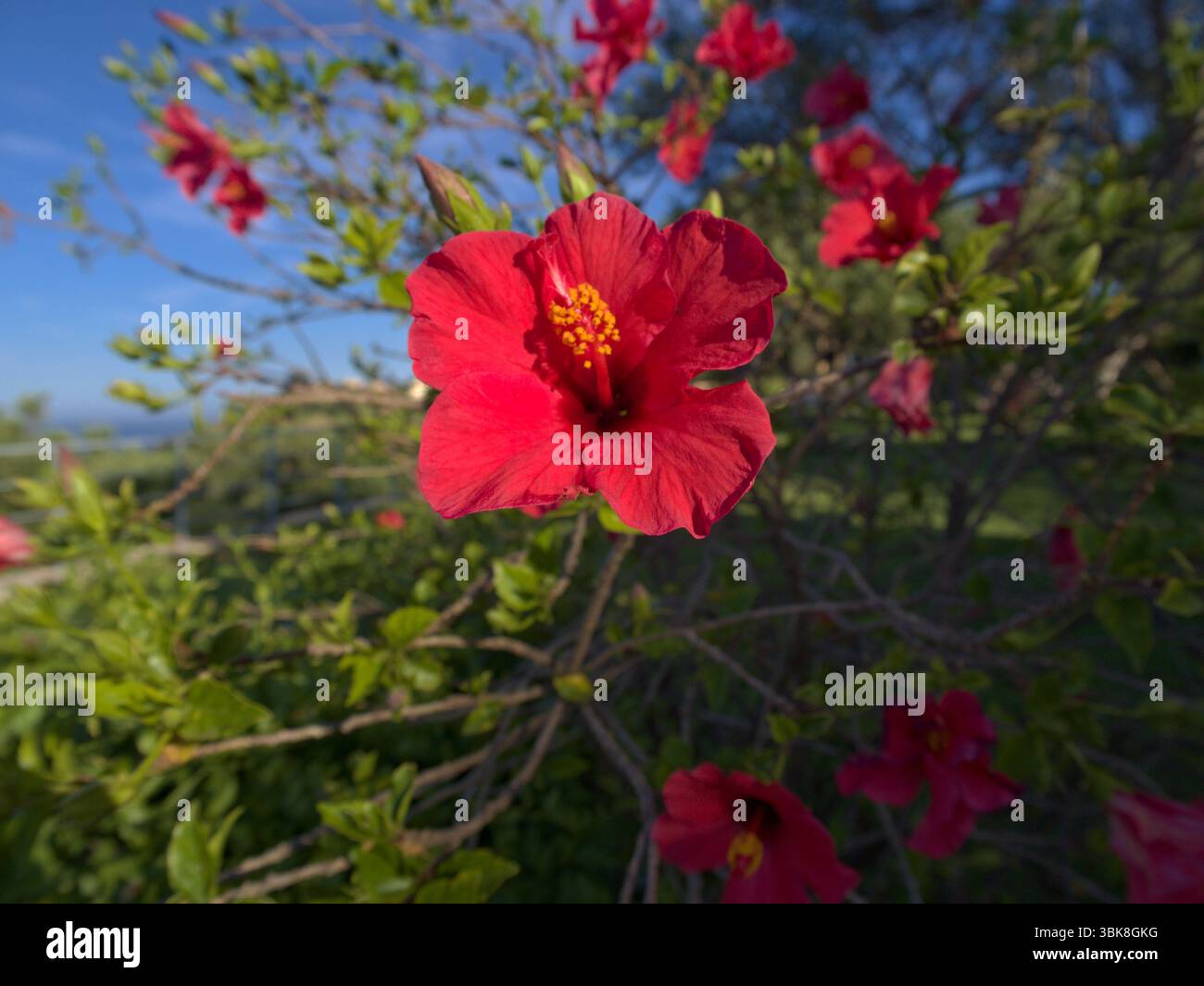 Nahaufnahme einer blühenden roten Hibiskusblüte mit blauem Himmel und grünen Zweigen im Hintergrund. Stockfoto