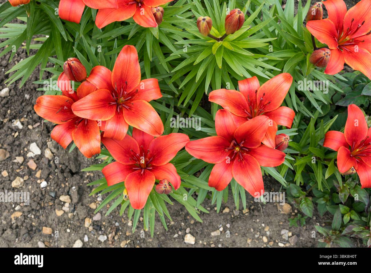 Feuerlilie Stockfoto