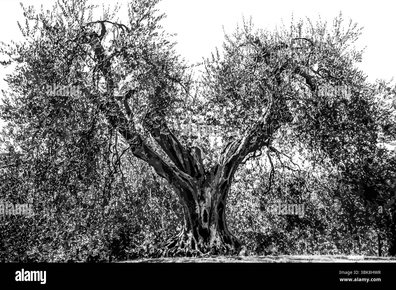 Schwarzer olivenbaum Schwarzwei-Stockfotos und -bilder - Alamy