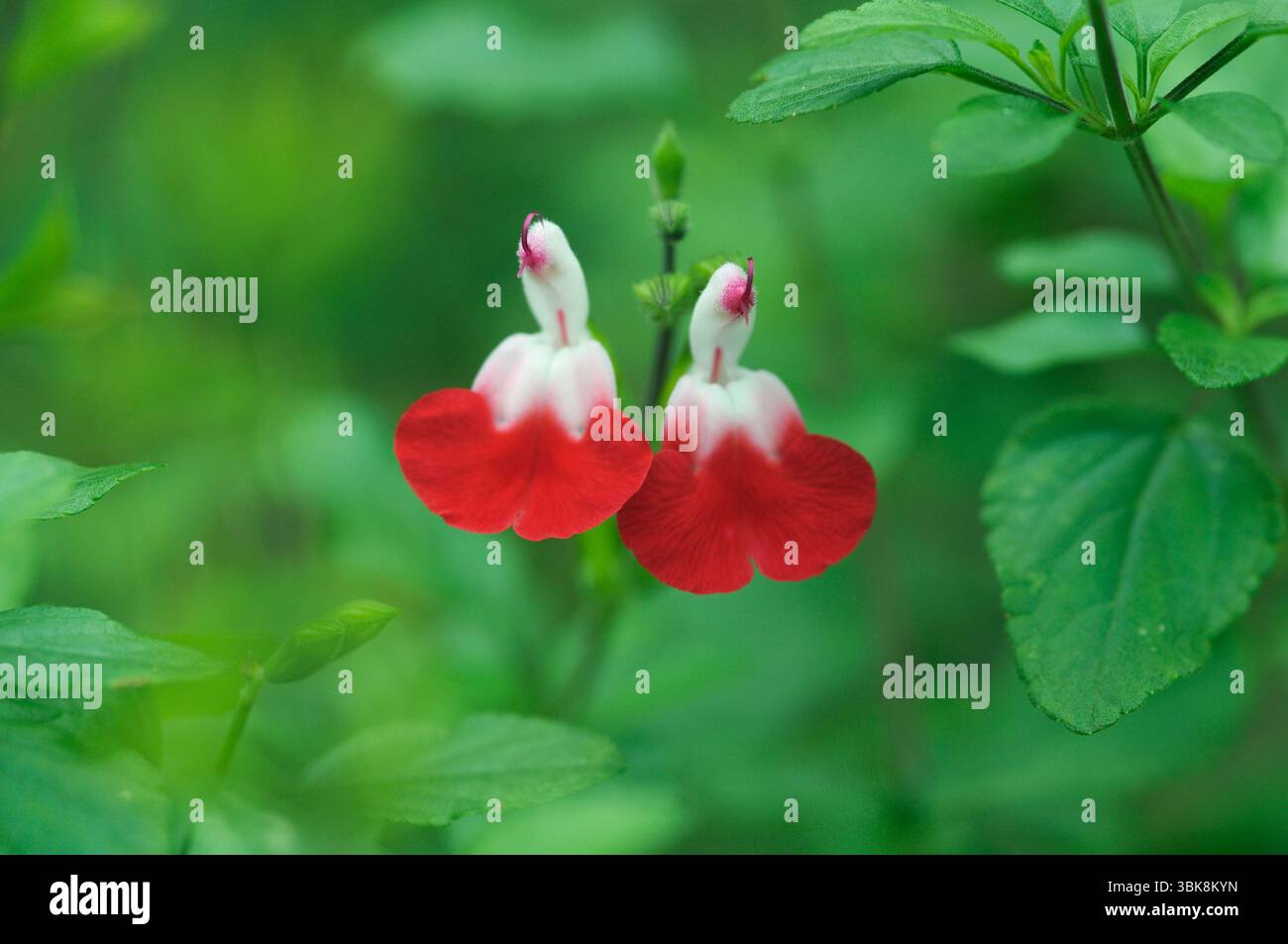 Salvia Microphylla „Hot Lips“ Salbeiblume. Schließen Sie rote und weiße zweifarbige Blütenblätter. Krautige Sommerausdauerblüten duftendes Laub. Salvias Stockfoto