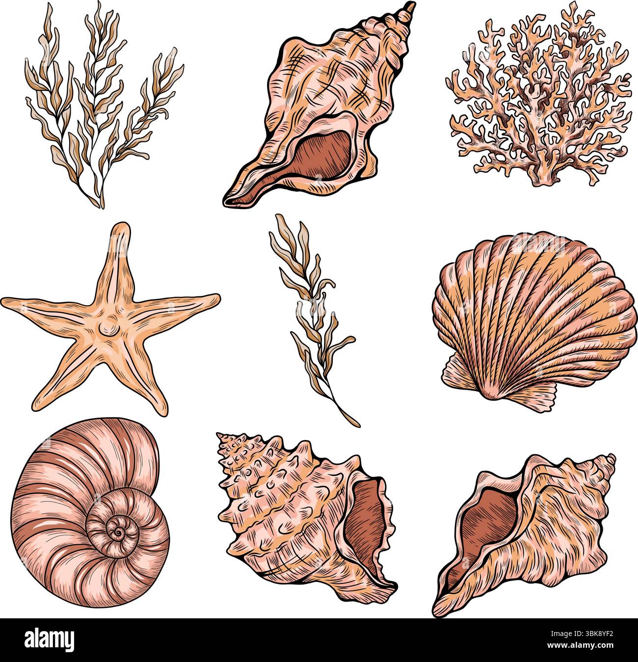 Set aus verschiedenen Muscheln, Korallen und Seestern. Handgezeichnete Vektorillustration Stock Vektor