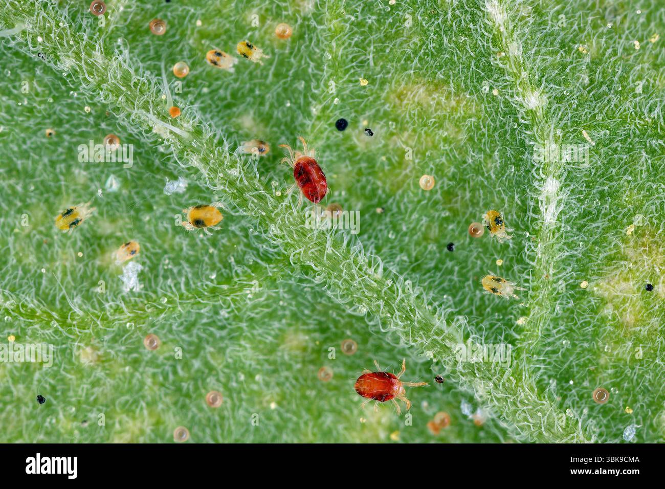 Zwei gefleckte Spinnmilben, Tetranychus urticae. Große Kolonie von Jungtieren, Erwachsenen und Eiern unter einem Tomatenblatt. Stockfoto
