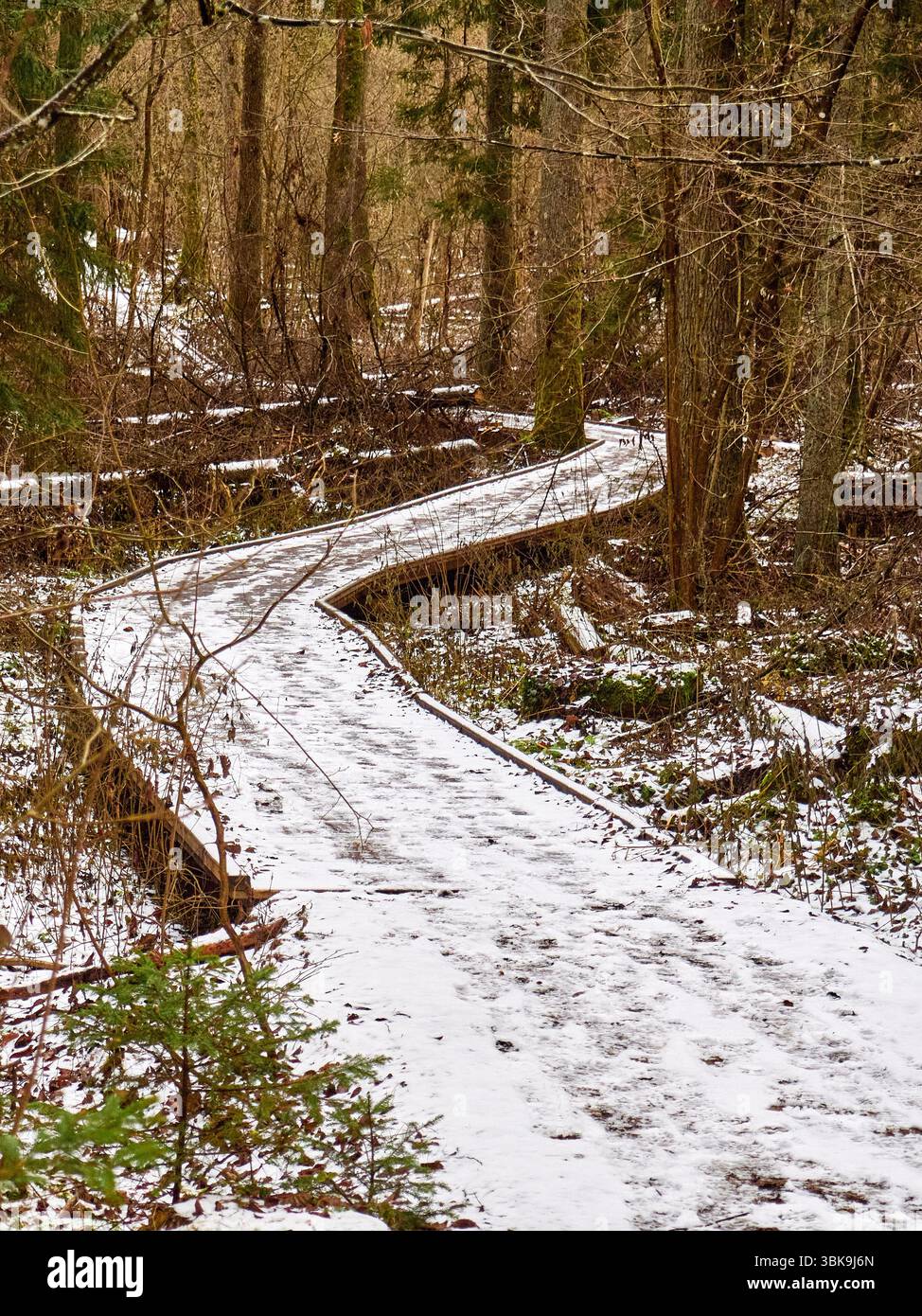 Verwinkelter Holzsteg bedeckt mit Schnee durch einen Winterwald Stockfoto