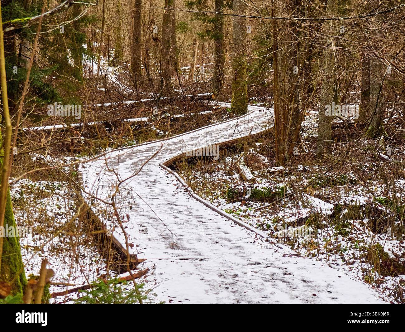 Verwinkelter Holzsteg bedeckt mit Schnee durch einen Winterwald Stockfoto