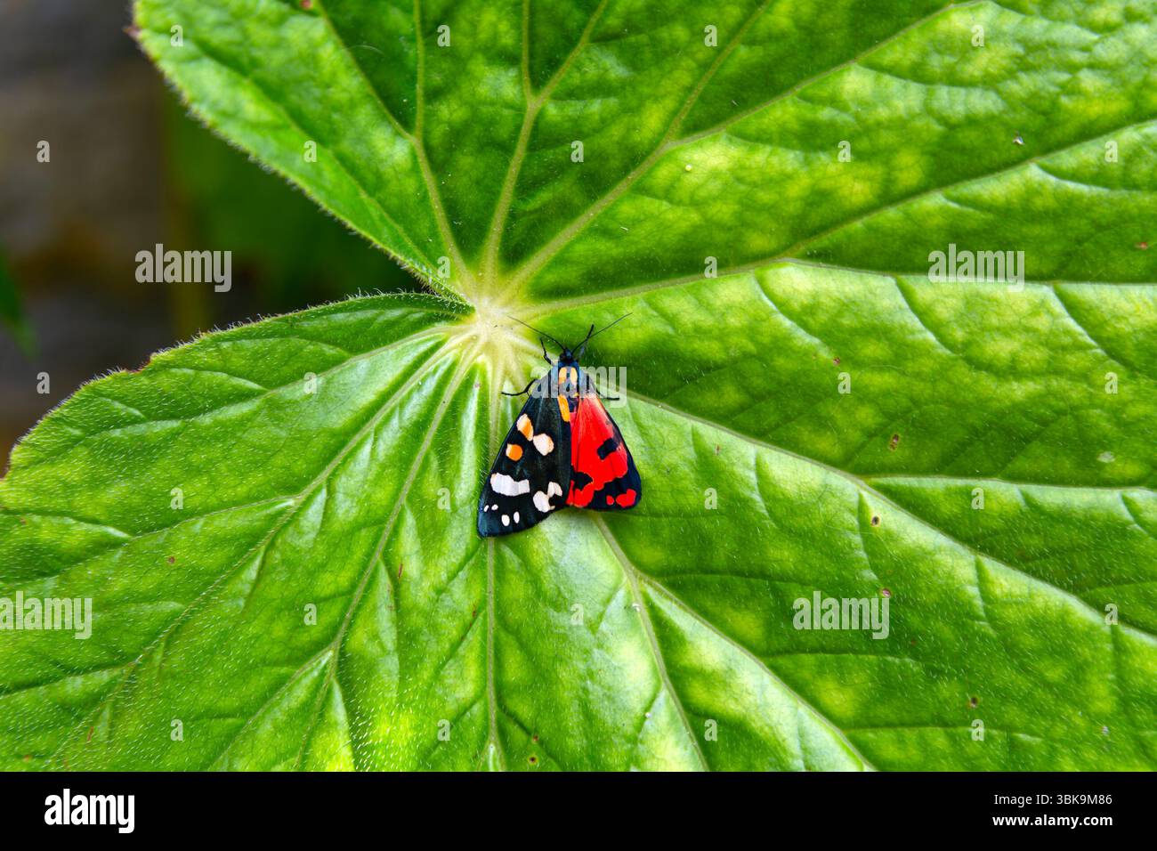Scharlach-Tigermotte, Callimorpha dominula, Iford Manor Gardens, Wiltshire, England, UK Stockfoto