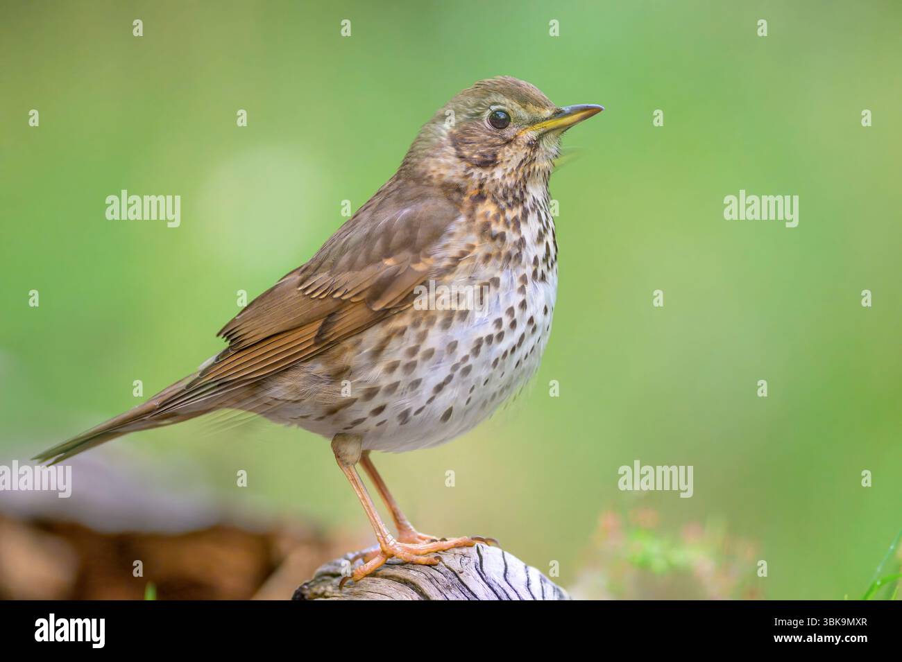 Song-Thrush (Turdus philomelos) aus Tiszaalpár, Ungarn. Stockfoto