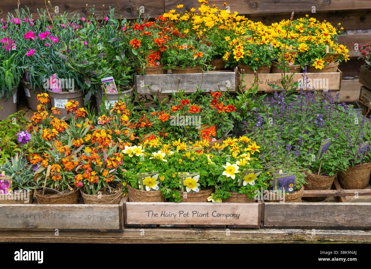 Blühende Pflanzen in Kokoskörben von der Hairy Pot Plant Company, Wiltshire, England, Großbritannien, im Gartencenter erhältlich Stockfoto