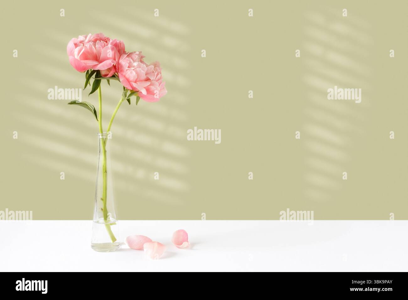 Zwei große rosafarbene Pfingstrosen in Glasvase mit viel Kopierraum Stockfoto