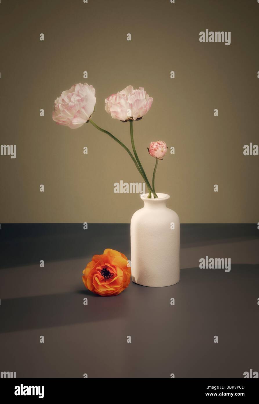Ranunkeln in weißer Vase, Blumenstillleben Stockfoto