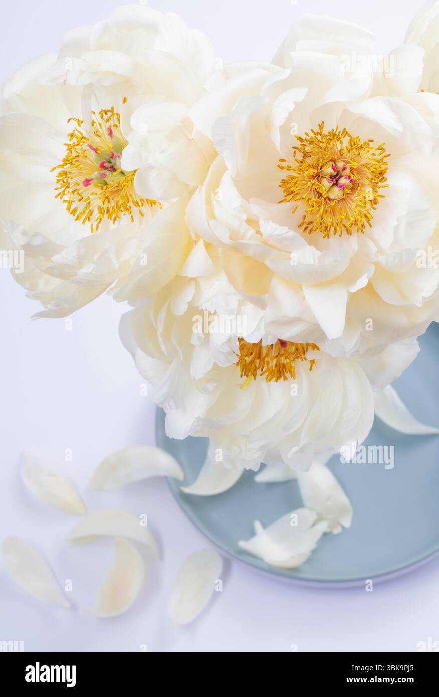 Drei weiße halbdoppelte Pfingstrosen in Vase Blumenstillleben Stockfoto