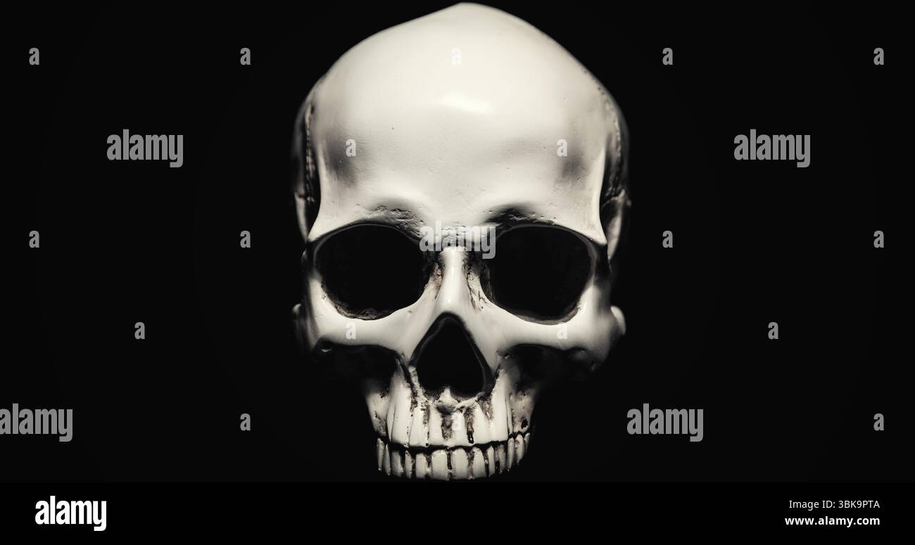 Weißer Schädel vor dunkelschwarzem Hintergrund Stockfoto