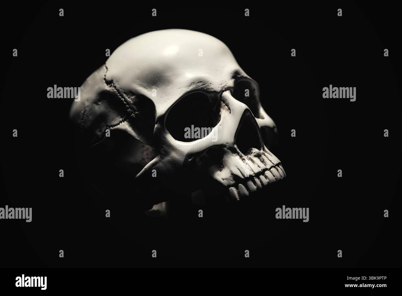 Weißer Schädel vor dunkelschwarzem Hintergrund Stockfoto