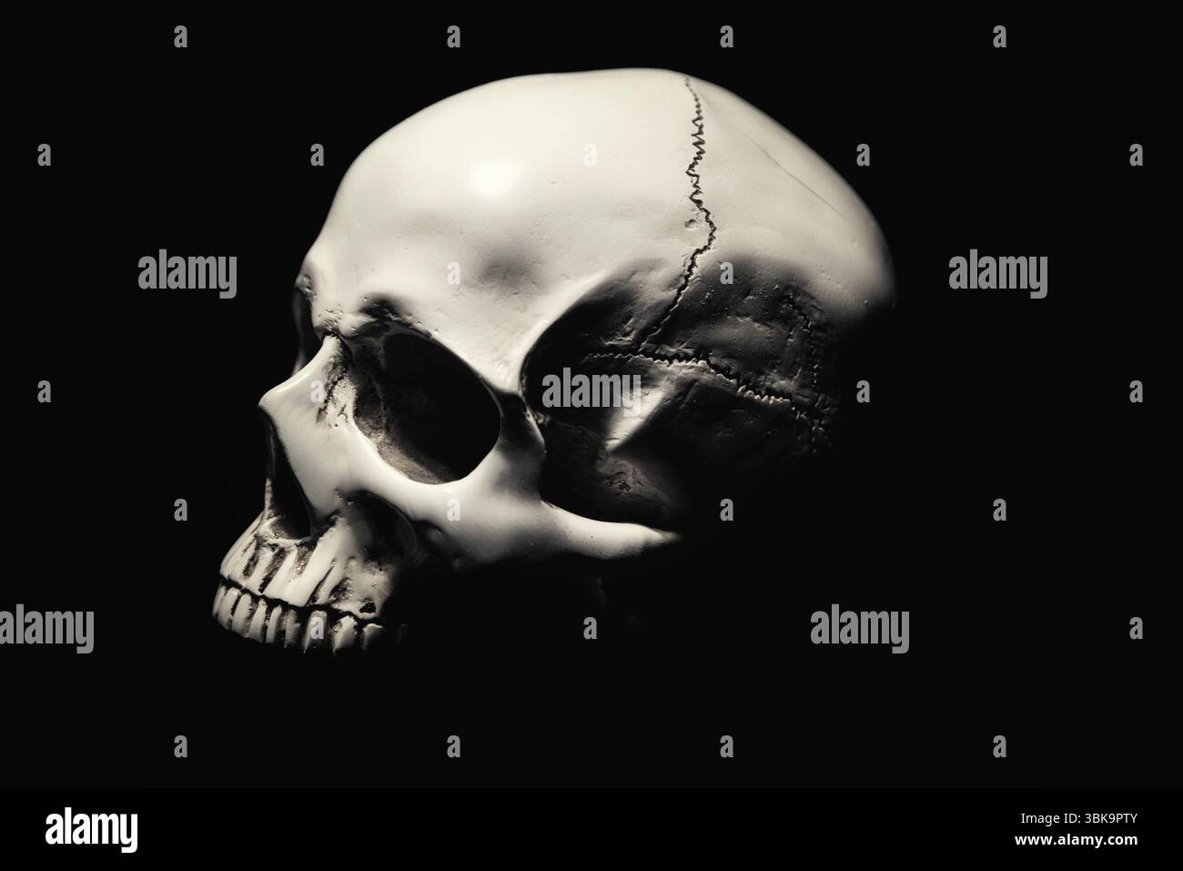 Weißer Schädel vor dunkelschwarzem Hintergrund Stockfoto