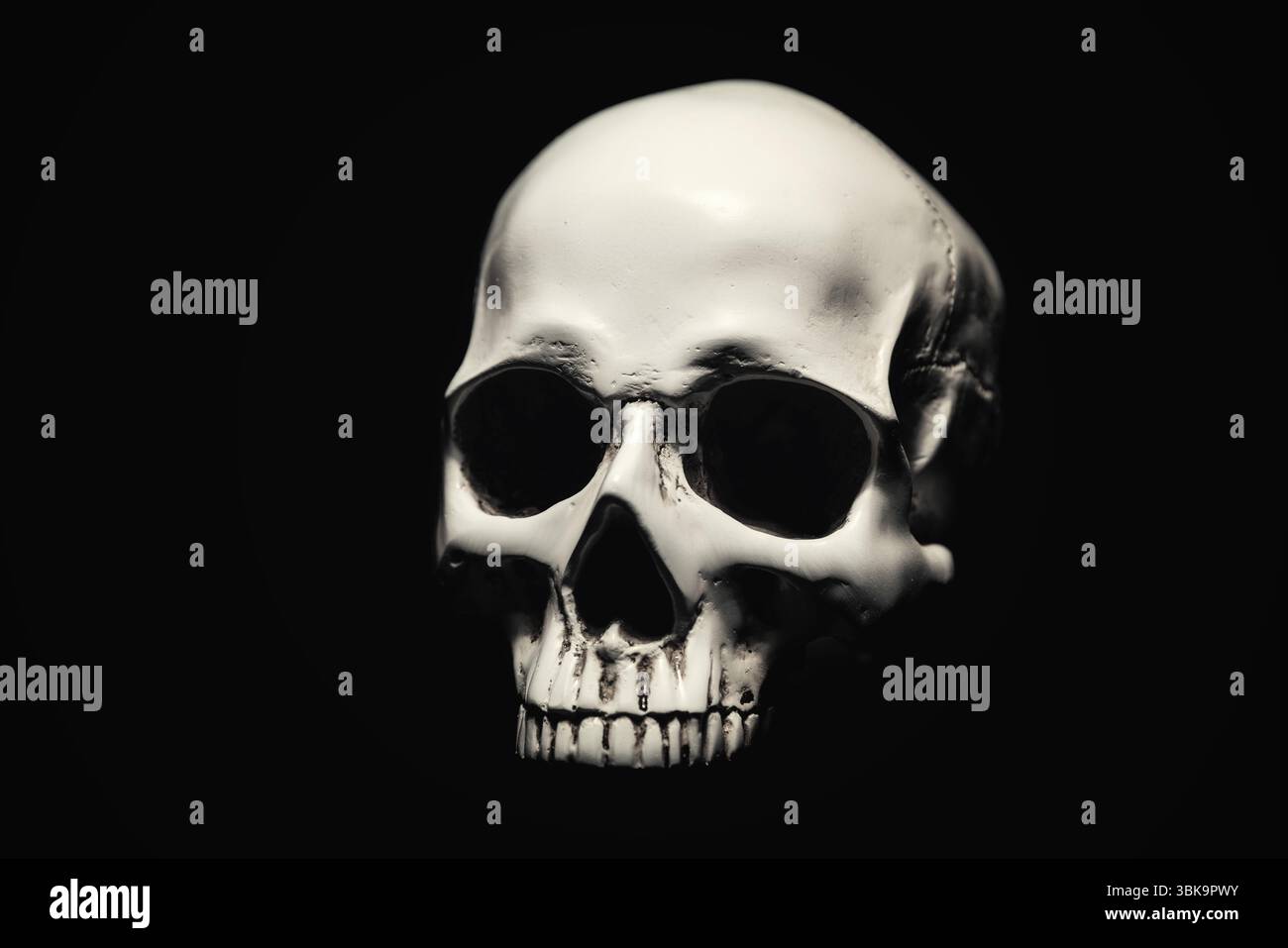 Weißer Schädel vor dunkelschwarzem Hintergrund Stockfoto