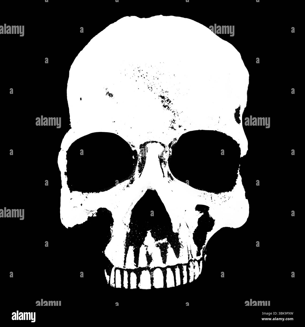 Weißer Schädel vor dunkelschwarzem Hintergrund Stockfoto