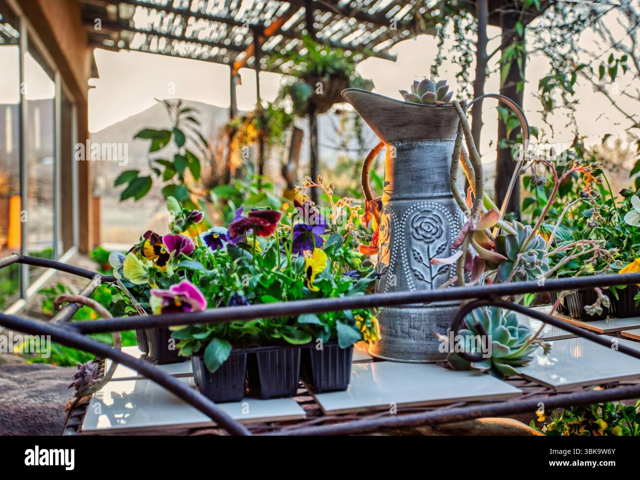 Wasserkanne aus Metall und Stiefmütterchenblumen und saftige Kaktusblumen in Töpfen, im Garten bei Sonnenuntergang Veranda Stockfoto