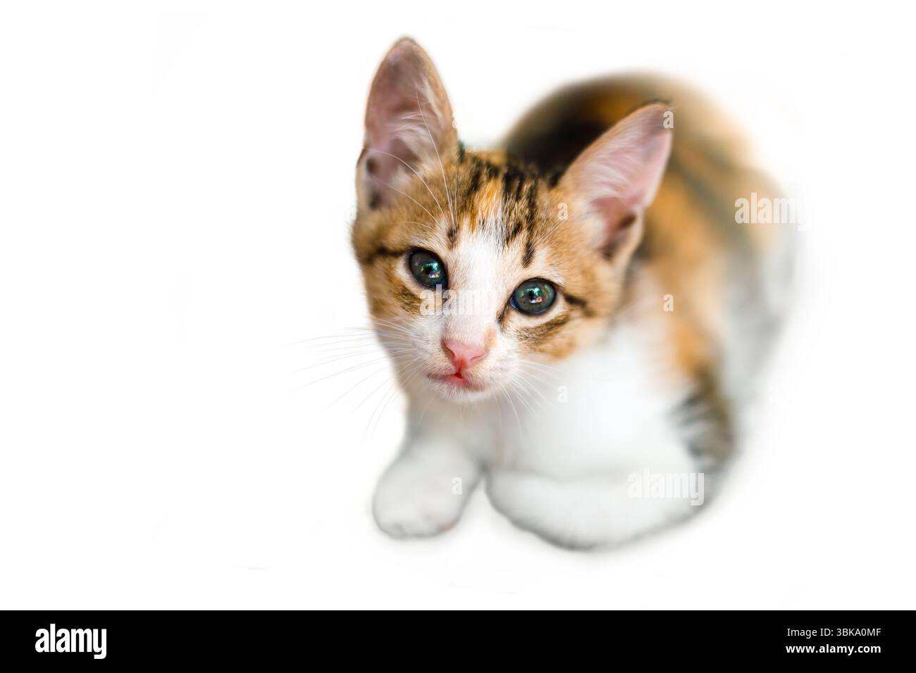 Trikolore Kätzchen auf weißem Hintergrund, in die Kamera schauen Stockfoto