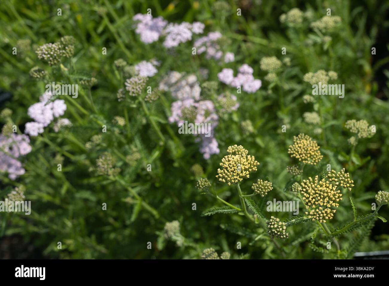 Achillea millefolium „Summer Pastels Mix“. Stockfoto