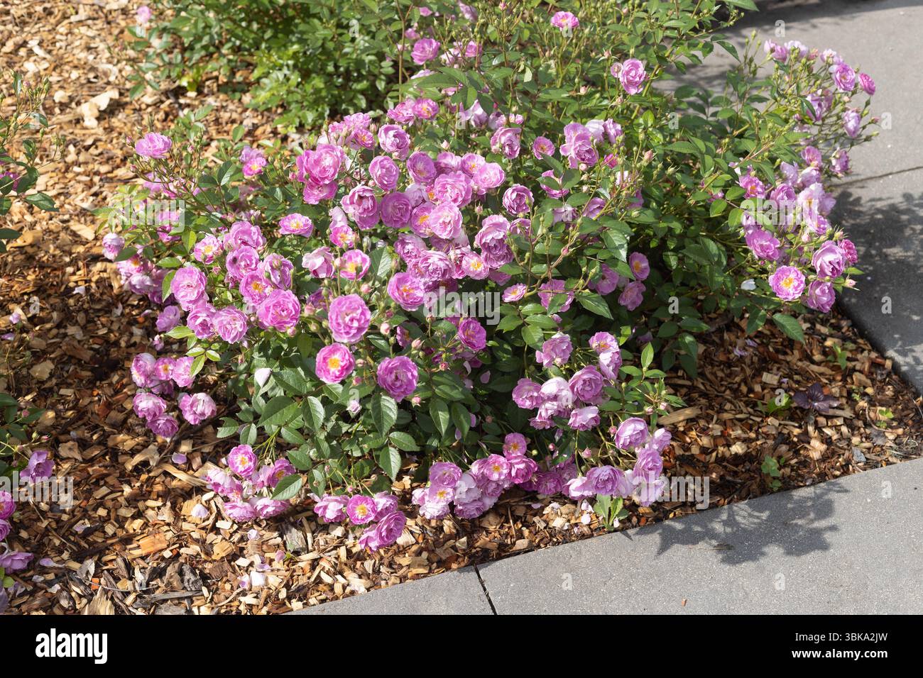Rosa „Balsven“ Strauchrose. Stockfoto