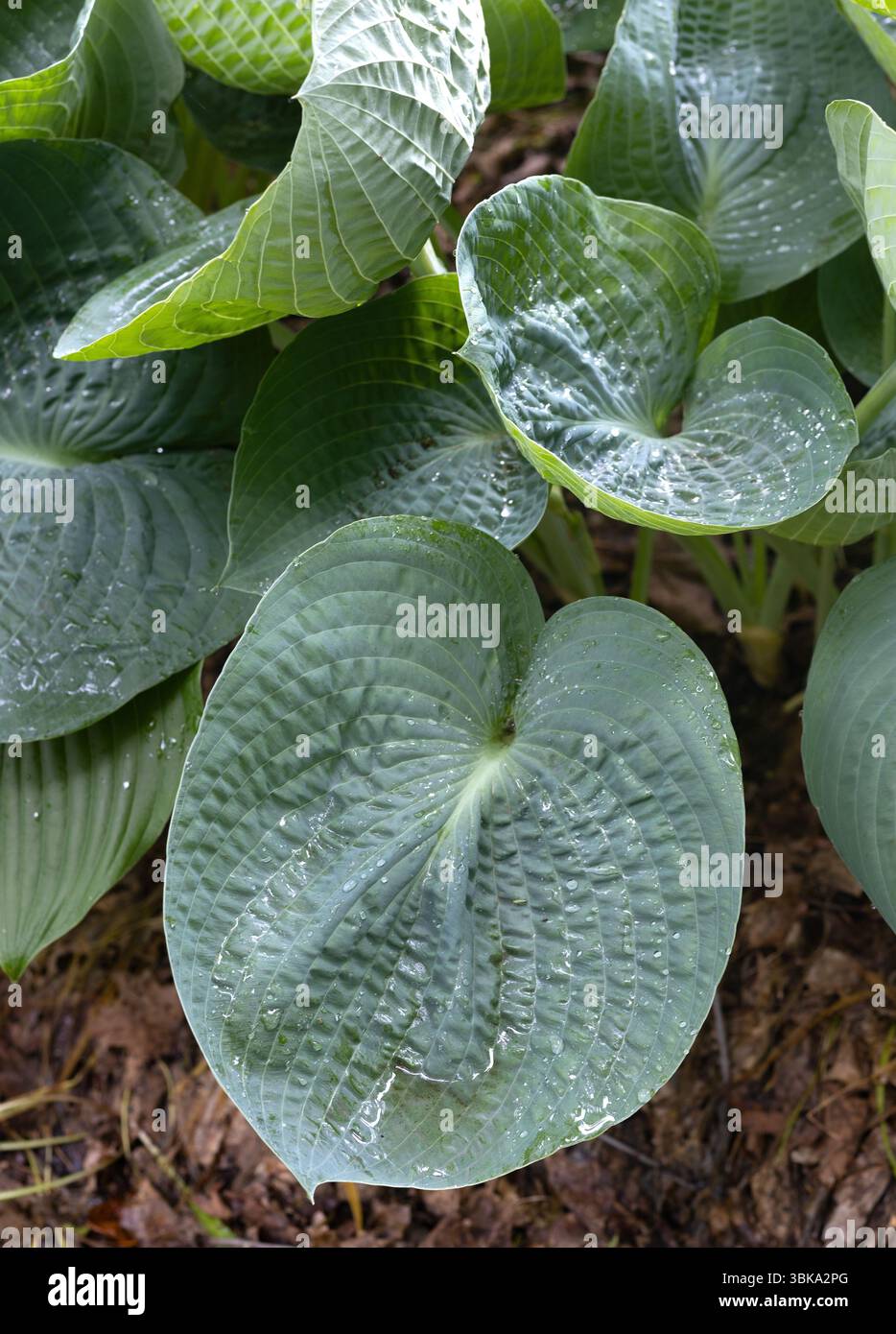 Hosta 'Abiqua Trinkbrust'. Stockfoto