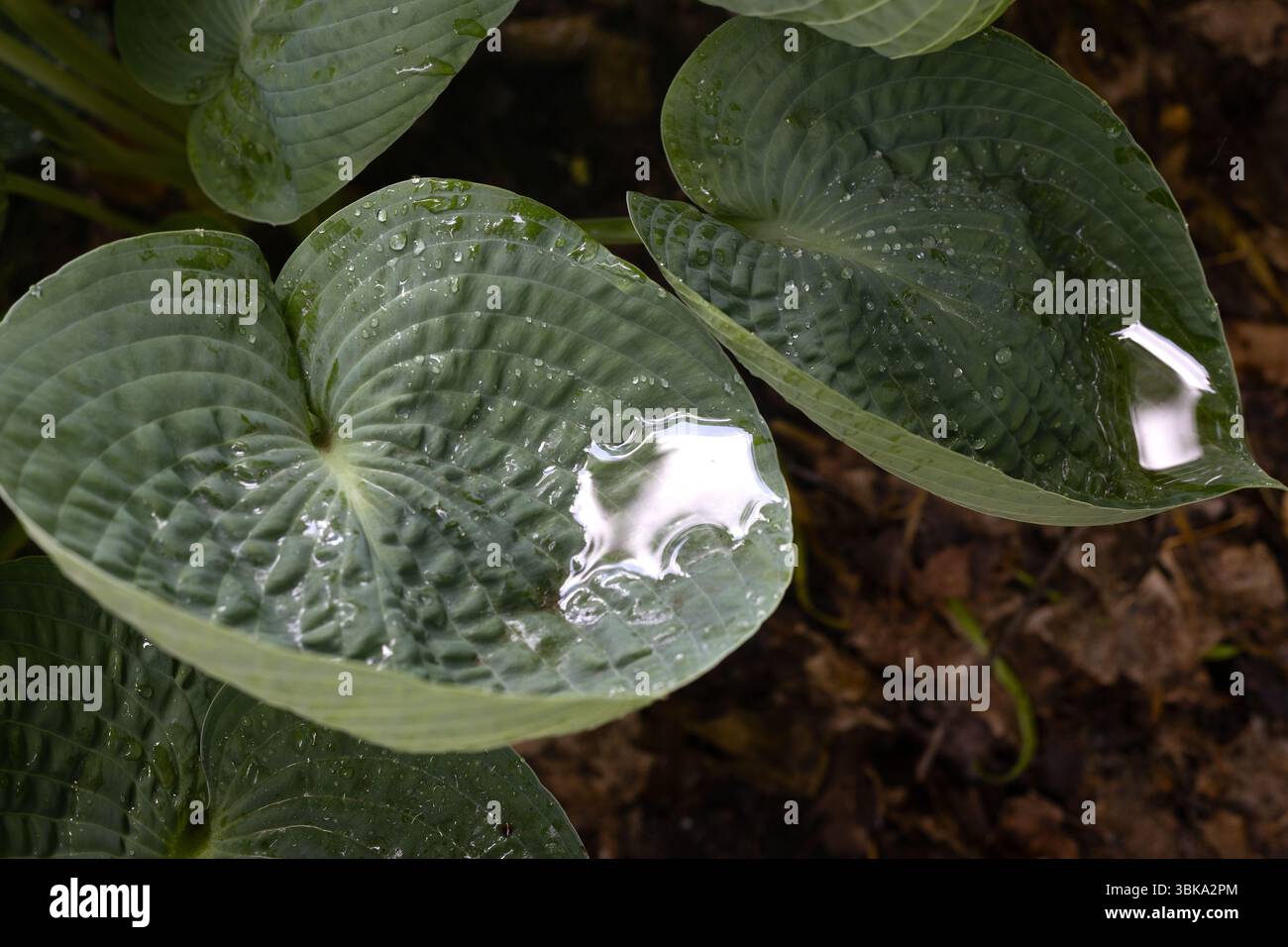 Hosta 'Abiqua Trinkbrust'. Stockfoto