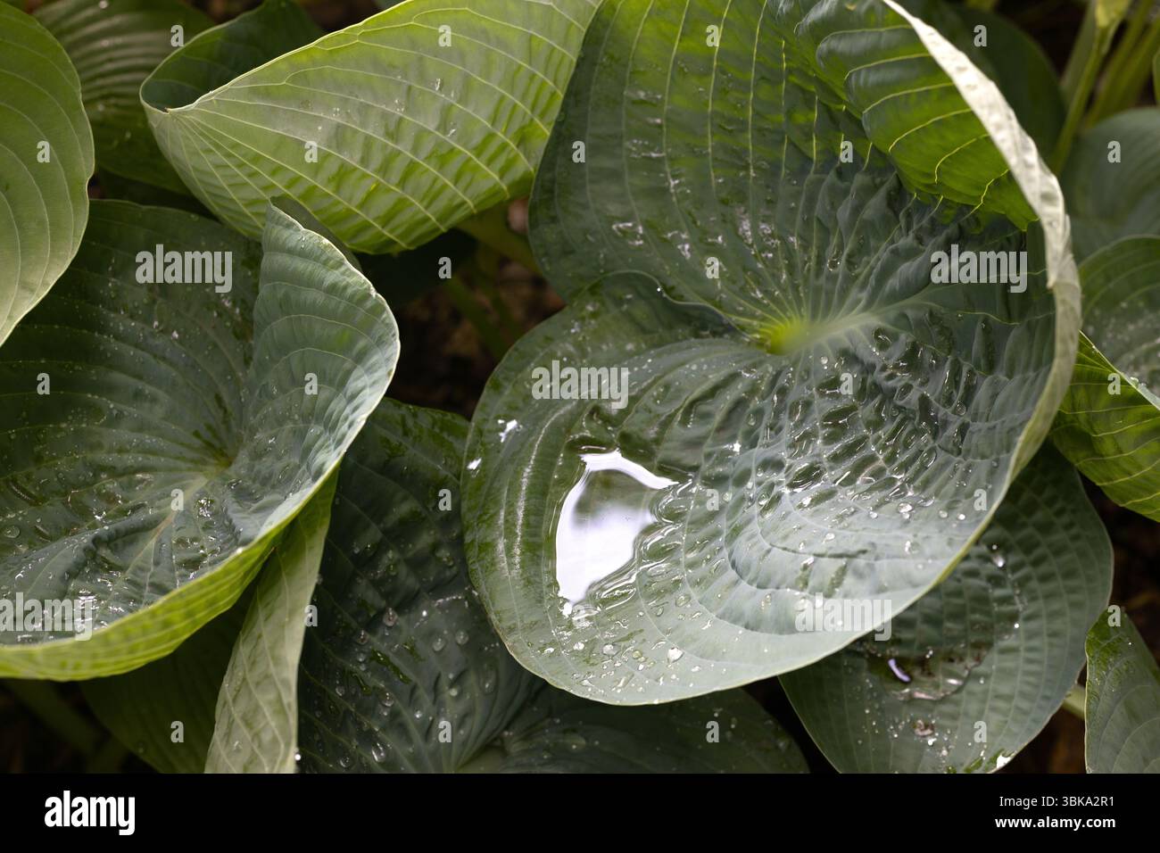 Hosta 'Abiqua Trinkbrust'. Stockfoto