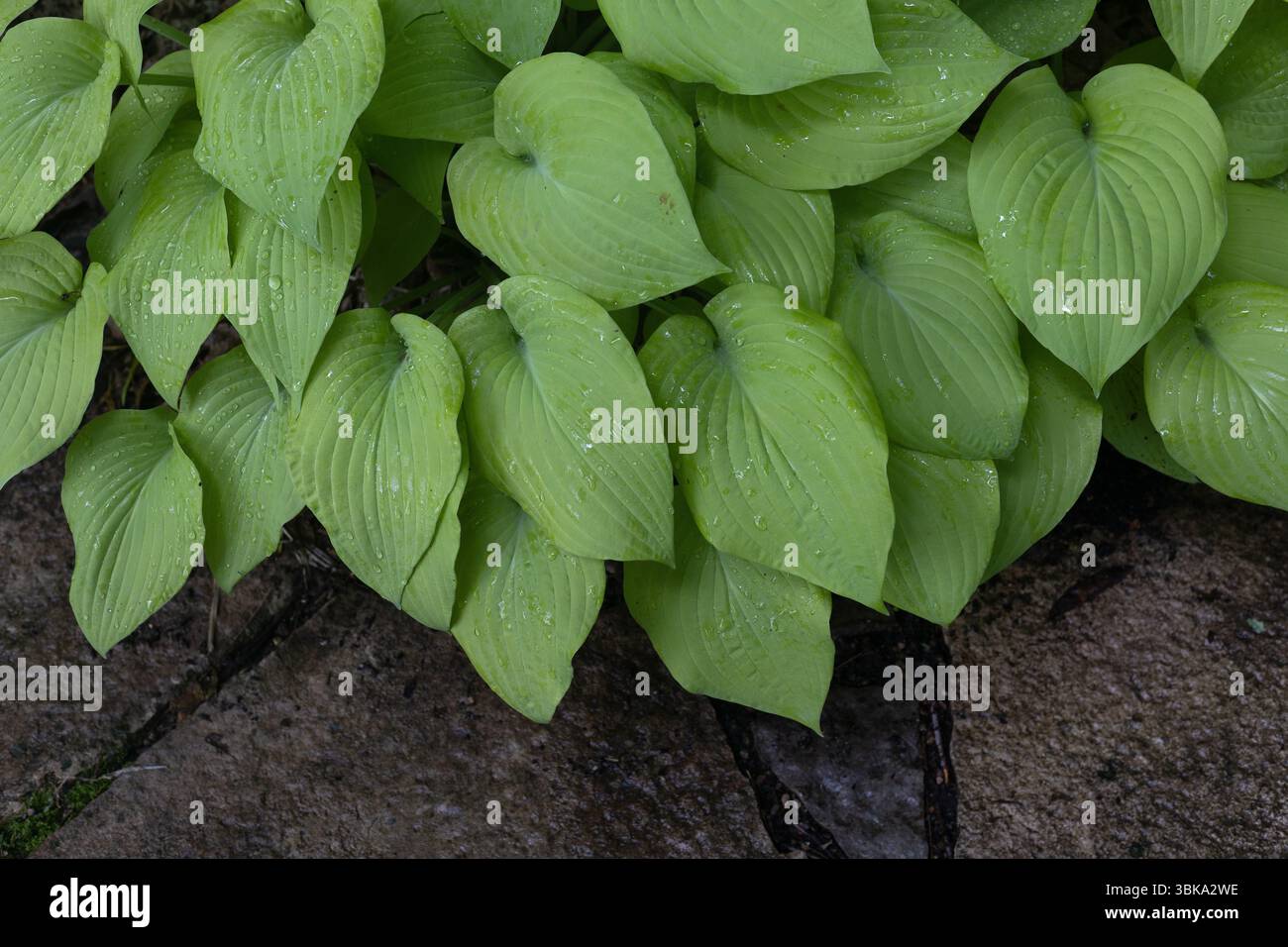 Hosta „goldene Skulptur“ Pflanze. Stockfoto