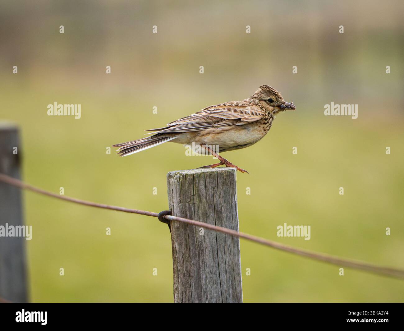 Eurasische Skylark, Alauda arvensis, mit einem Raupen im Rye Harbour Nature Reserve, Großbritannien Stockfoto