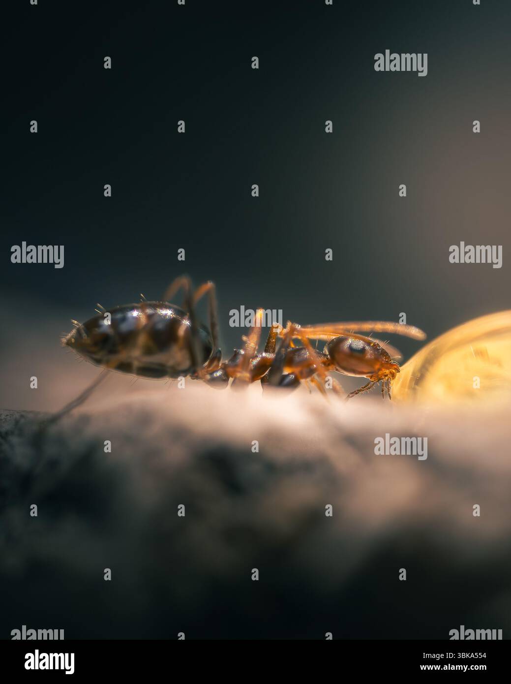Makrofoto einer einzelnen Ameise, die sich an einem Tropfen Honig oder Nektar in einer natürlichen Umgebung ernährt. Das Bild hebt komplizierte Details der Ameise hervor. Stockfoto