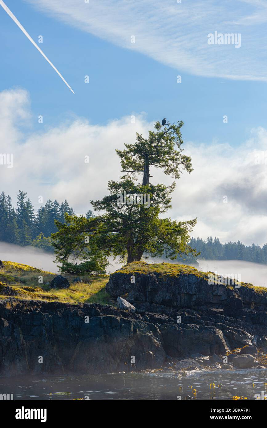 Nebelige Inselszene mit einsamem Baum und Wolken aus der Nähe Stockfoto