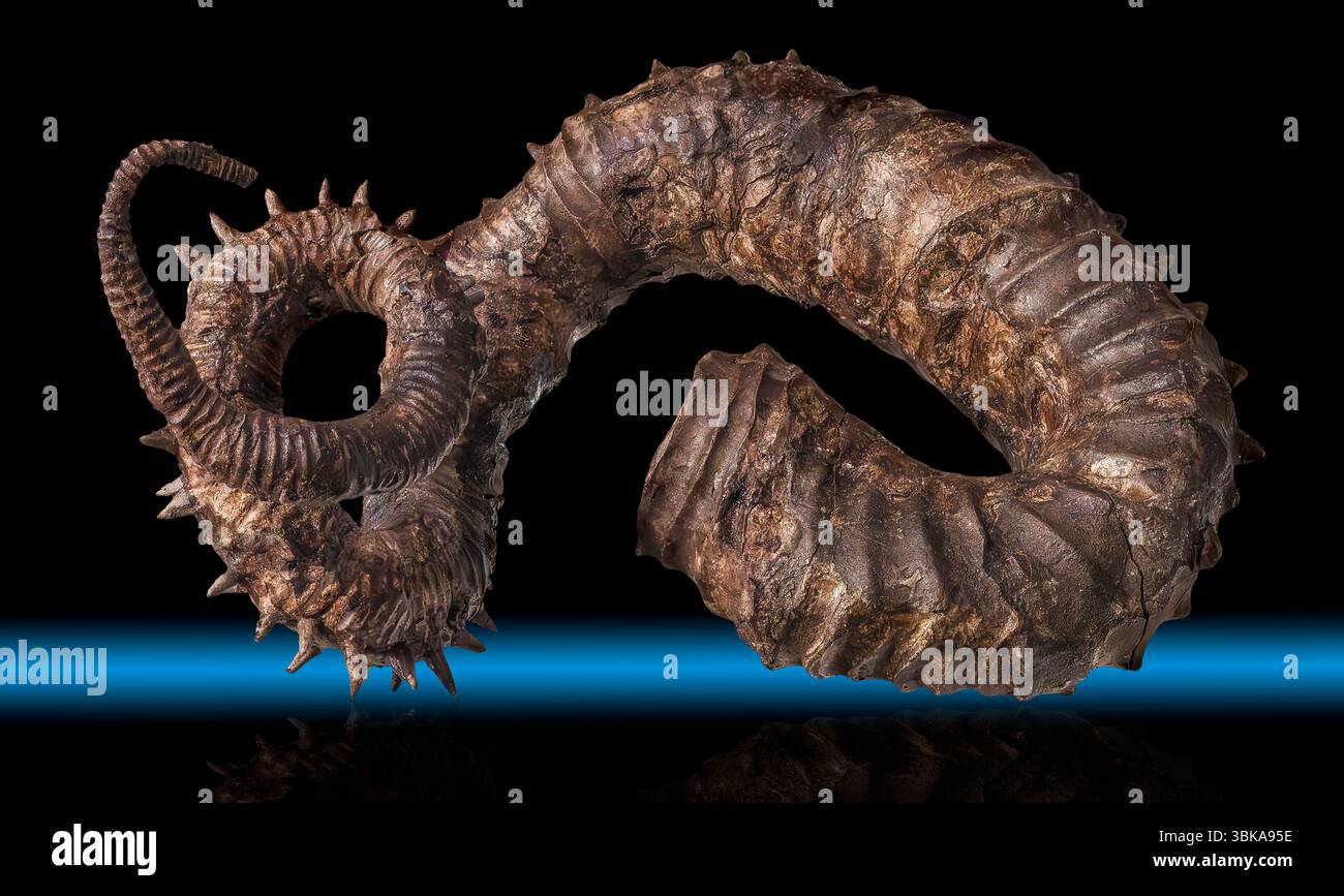 Aberrant Ammonite, Didymoceras cheyennsce, Kreidezeit, South Dakota Stockfoto