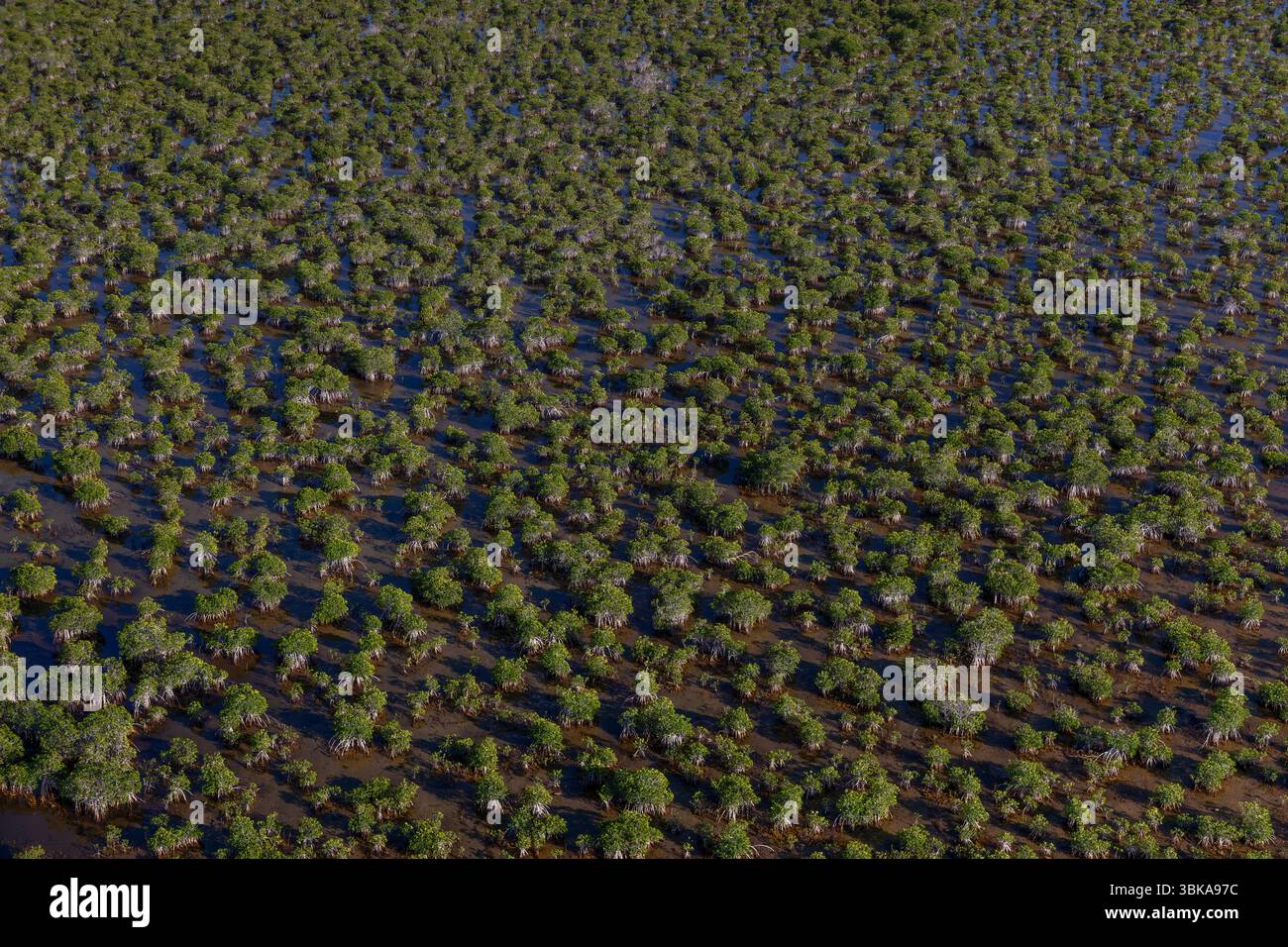 Der Everglades-Nationalpark schützt die größte subtropische Wildnis der Vereinigten Staaten mit über 1,5 Millionen Hektar Feuchtgebieten. Stockfoto