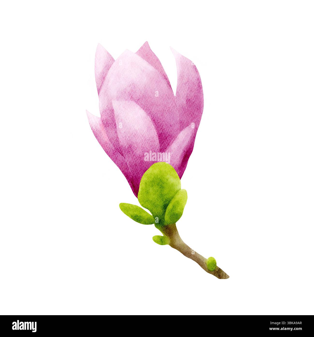 Rosa Magnolienblüte auf einem braunen Zweig mit kleinen grünen Blättern. Zarte Aquarellillustration im botanischen Stil. Handgezeichnete realistische Blume Stockfoto